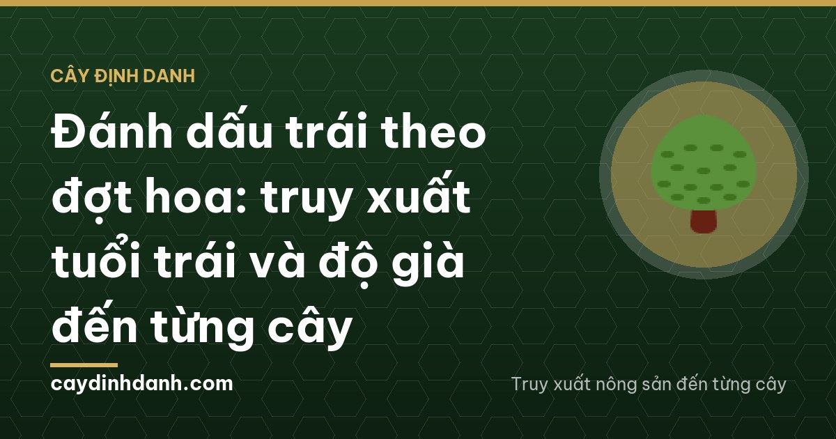 Đánh dấu trái theo đợt hoa: truy xuất tuổi trái và độ già đến từng cây